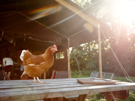 La Ferme de Penquelen - Ferienzelt - Foto2