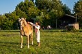 Hoeve Waterschap - Parkfoto - 2