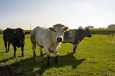 De Brabantse Hei