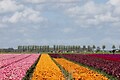 Roompot Park Wijdenes - Umgebungsfoto - 32