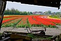 Tulp & Zee - Parkfoto - 7