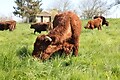 L’Étable des Mauges en Anjou - Photo du parc - 1