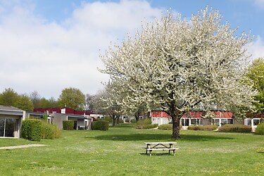 Bungalowpark Schin op Geul - Photo du parc - 4