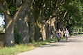 Vakantiepark Giethoorn - Photo des environs - 36