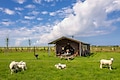 Hoeve Zeeland - Tente de vacances - Photo1