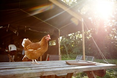 La Ferme de Penquelen - Vakantietent - Foto3