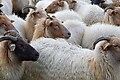 Buitenplaats De Marke van Ruinen - Omgevingsafbeelding - 11