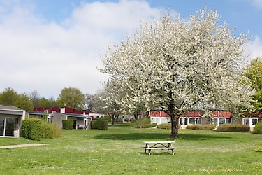 Bungalowpark Schin op Geul - Parkafbeelding - 4