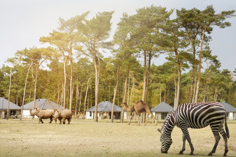 Op Vakantie Trips In Eigen Land is alles over duitsland te vinden: waaronder roompot en specifiek Safari Resort Beekse Bergen (Safari-Resort-Beekse-Bergen560681)