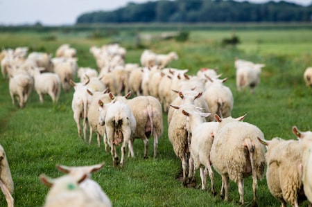 Zelebriere das Leben in der Natur