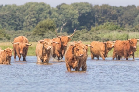 Ontdek Nederland met de boswachter