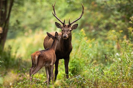 Ontdek de Nederlandse Big Five