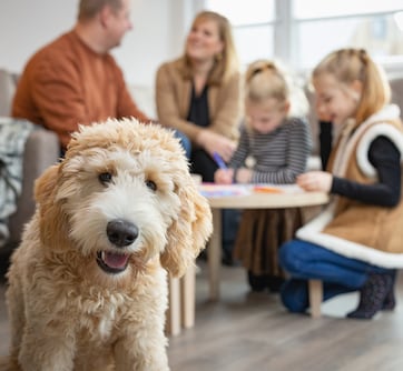 Bienvenue à vos animaux de compagnie