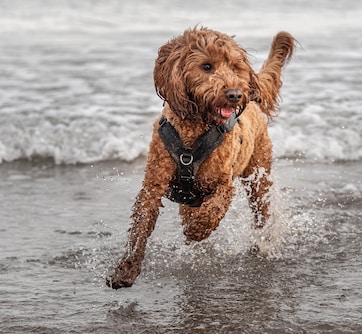 Strand Oostvoorne