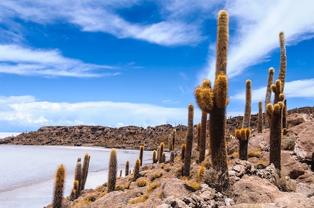 Uyuni Treatment