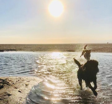 Strand Schoorlse duinen 